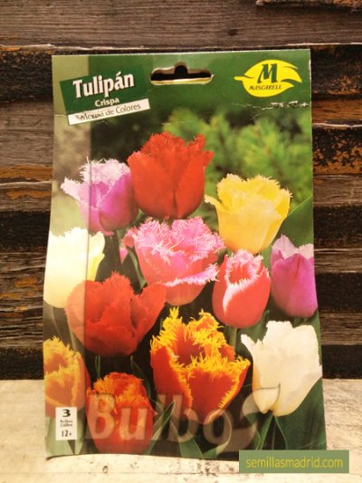 Bulbos de tulipán crispa en Semillas Madrid