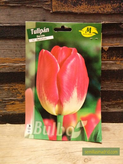 Bulbos de tulipán darwin preluduim