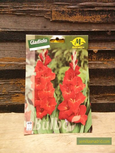 Bulbos de gladiolos en Semillas Madrid