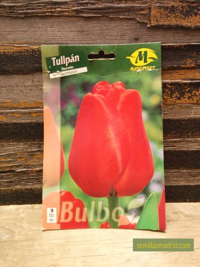Bulbos de tulipán darwin rojo en Semillas Madrid