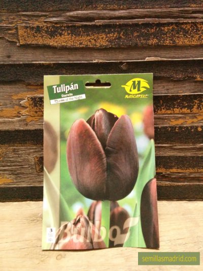 Bulbos de tulipán darwin en Semillas Madrid