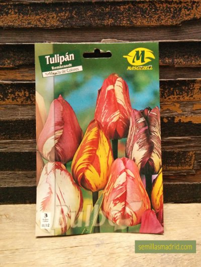 Bulbos de tulipán rembrandt en Semillas Madrid